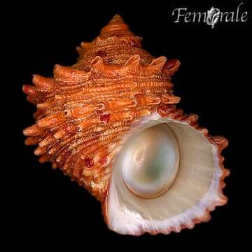 Image of turban snail