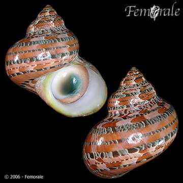 Image of turban snail