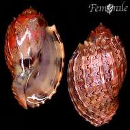 Image of Harp Snails