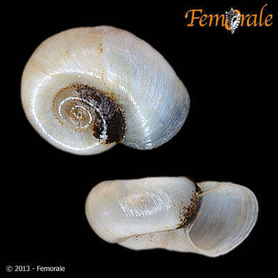 Image of Taphis andecolus (Orbigny 1835)