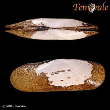 Image of Solecurtidae d'Orbigny 1846