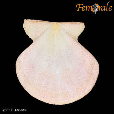 Image of Pectiniidae