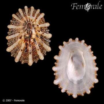 Image of tortoiseshell limpets