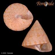 صورة <i>Calliostoma armillatum</i> Wood 1828