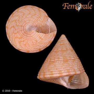 صورة <i>Calliostoma armillatum</i> Wood 1828