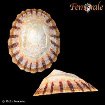 Image of Nacellidae Thiele 1891