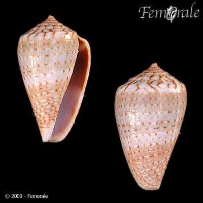 Conus papilliferus G. B. Sowerby I 1834的圖片