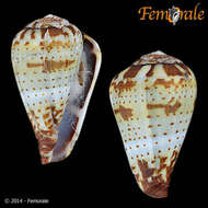 Image of Conus variegatus Kiener 1848