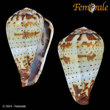 Imagem de Conus variegatus Kiener 1848