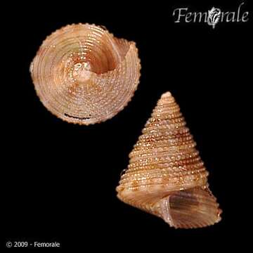 Image of Calliostoma brunneopictum Quinn 1992