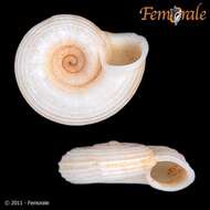 Image of Pomatiidae