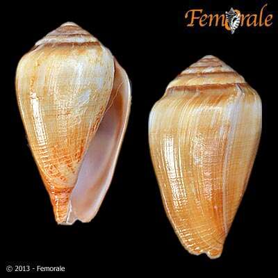 Image of cone snails