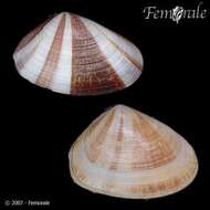 Image of Donax faba Gmelin 1791