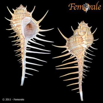 Plancia ëd Murex djarianensis K. Martin 1895