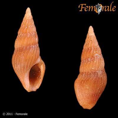 Image of Turridae H. Adams & A. Adams 1853