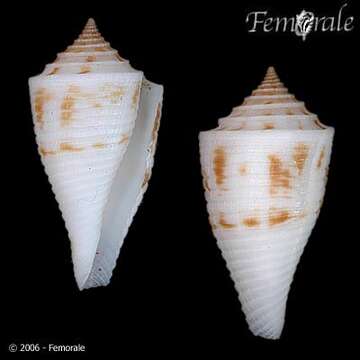 Image of Conasprella Thiele 1929