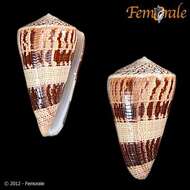 Image of cone snails