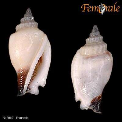 Image of <i>Strombus urceus incisus</i> (Wood 1828)