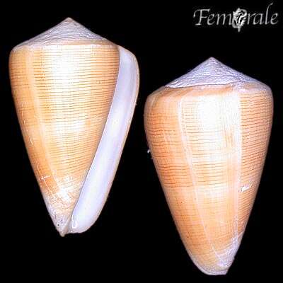 Image of cone snails