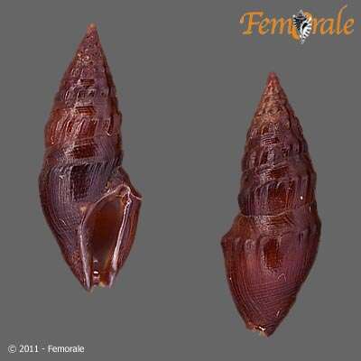 Image of Pseudomelatomidae J. P. E. Morrison 1966