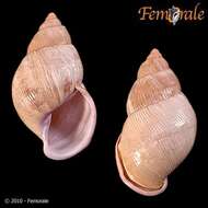 Image of Orthalicidae