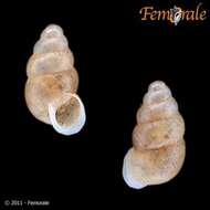 Image of chrysalis snails