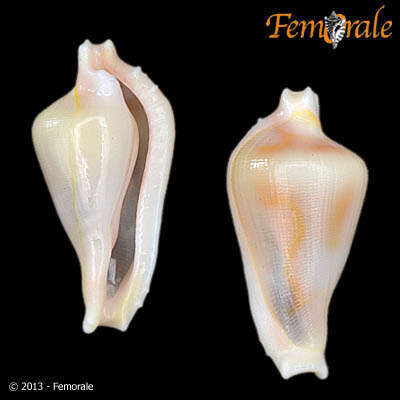 Image of Dentiovula Habe 1961