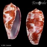 Image of cone snails