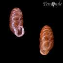 Image of chrysalis snail