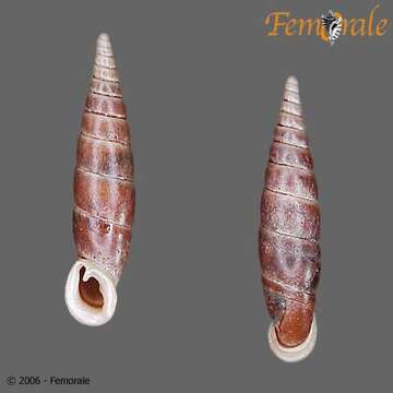 Image of Formosana O. Boettger 1877