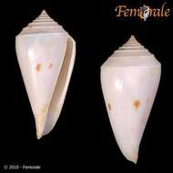 Image of Conasprella Thiele 1929