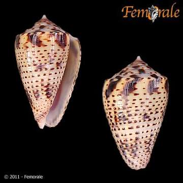 Image of Conasprella Thiele 1929