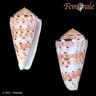 Image of cone snails