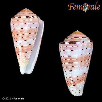 Image of cone snails