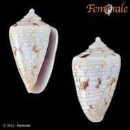 Image of cone snails