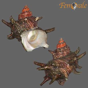 Image of turban snail