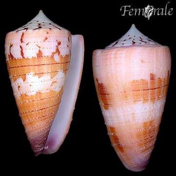 Image of cone snails