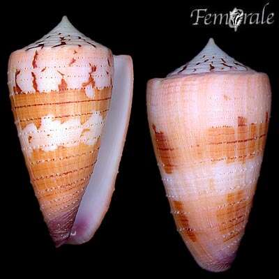 Image of cone snails