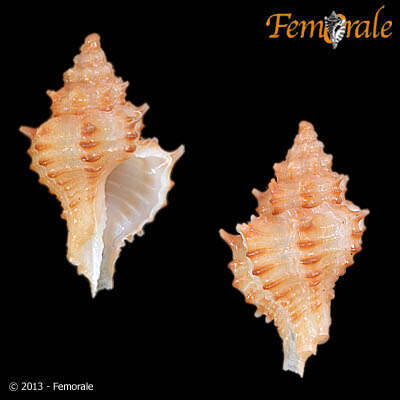 Image of Panamurex recticanalis (Weisbord 1962)