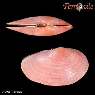 Imagem de Psammobiidae J. Fleming 1828