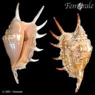 Image of spider conch