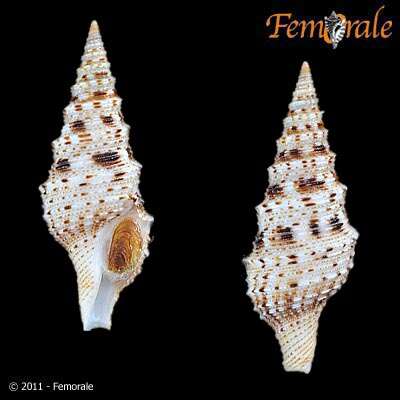 صورة Lophiotoma T. L. Casey 1904