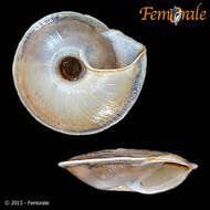 Image of Canariellidae