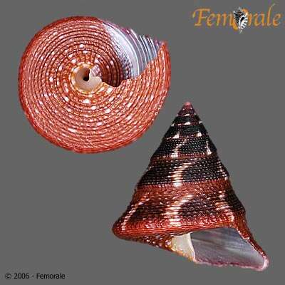 صورة Calliostomatidae Thiele 1924