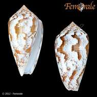 Image of cone snails