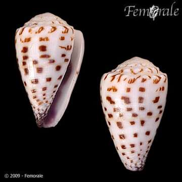 Image of cone snails