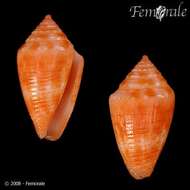 Image of Conasprella damasoi (Cossignani 2007)