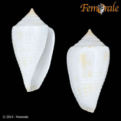 Image of Conasprella Thiele 1929