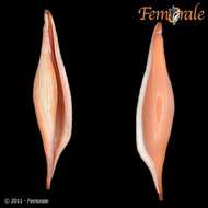 Image of Spindle Cowries