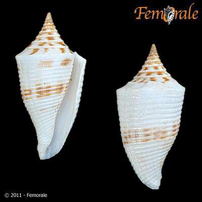 Image of Conasprella Thiele 1929